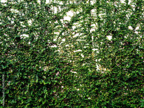 Lush green creeping fig vines climbing over a white outdoor wall. Dense foliage creating a natural texture background. Eco-friendly vertical garden and sustainable landscaping wall decoration.