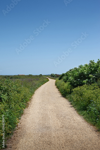 Lush vegetation and blue sky in nature