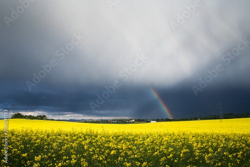 a yellwo rape field with a rainbow, dark clouds and an electrical power line in background