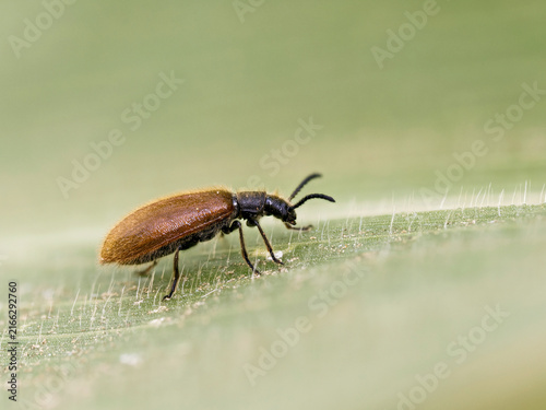 Obraz na płótnie Lagrie (Lagria sp.) sur une feuille en macrophotographie