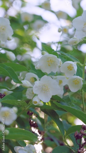 Close vertical motion shot of clustered white jasmine-like flowers and mixed-stage buds on leafy shrub with sunlight filtering through canopy, visible gentle sway