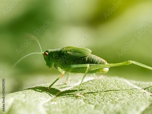 Fotografie Phanéroptère méridional (Phaneroptera nana) sur une feuille