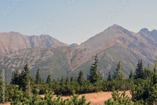Rocky peak of Kościelec mountain rising above subalpine zone forest, Tatra Mountains in Poland