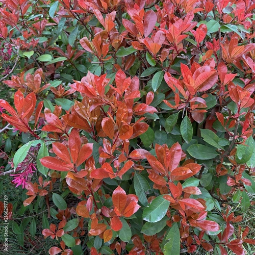 red leaves foliage in nature during spring, red tip photinia in the garden, red leaves nature background