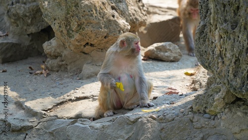 monkey sitting alone and holding dried leaves in the park, monkey and its treasure