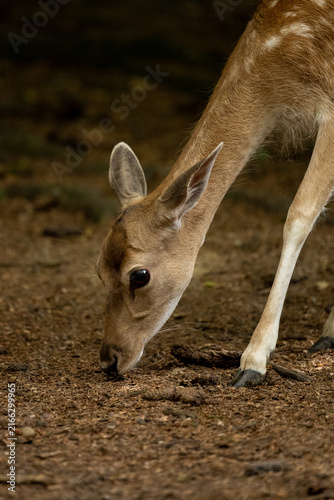 Obraz na płótnie Ein junges Damwild oder Reh senkt den Kopf zum Boden, um nach Futter zu suchen