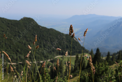 Nahaufnahme von Gräsern auf einer Bergwiese vor einer malerischen Alpenkulisse. Das sanfte Licht betont die Textur der Ähren, während die Berge im Hintergrund in leichtem Dunst verschwimmen.