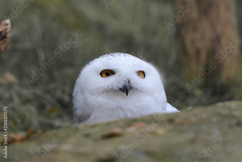 Eine wunderschöne Schneeeule blickt neugierig hinter einem Stein hervor. Ihr weißes Gefieder und die leuchtend gelben Augen machen dieses Tierporträt zu einem faszinierenden Blickfang.