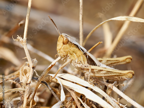 Canvastavla Criquet du groupe Chorthippus biguttulus dans une végétation sèche en Bourgogne