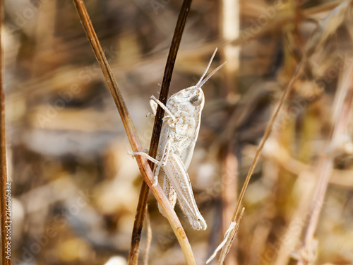 Foto Criquet du groupe Chorthippus biguttulus dans une végétation sèche en Bourgogne