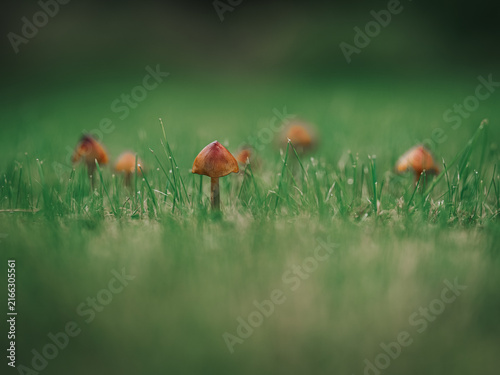 Bild auf Leinwand Small orange-brown mushrooms growing among green grass, with one mushroom in sharp focus and several softly blurred in the background