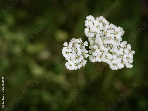 Canvastavla Close-up of clusters of white yarrow flowers blooming against a soft green natural background with generous copy space