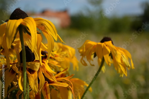 Bild auf Leinwand Close-up of yellow rudbeckia flowers outdoors