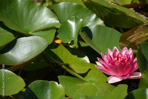 Cuadro en lienzo A pink water lily with leaves in a pond on a sunny day