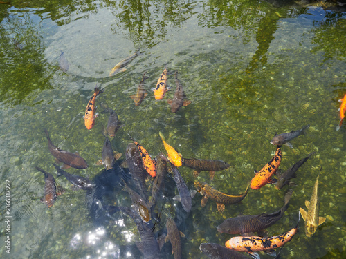 фотографія 真夏の公園の池の鯉の姿