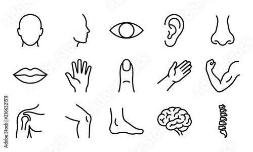 Human anatomy line icons set depicting various body parts and organs