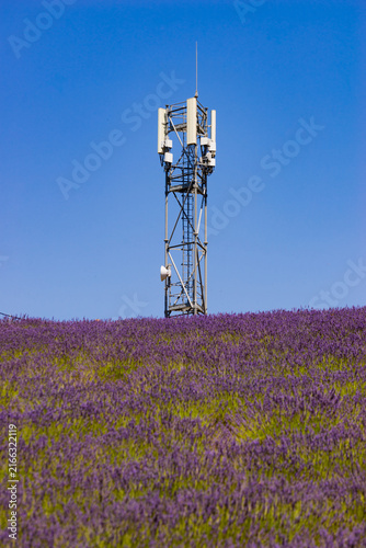 Telecommunication tower in lavender field