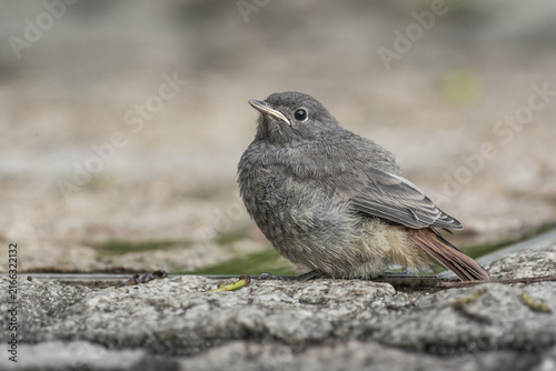 Juvenile black restart