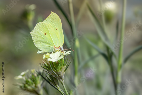 фотографія Common brimstone butterfly (Gonepteryx rhamni) feeds on Knapp's carnation (Dianthus knapii)