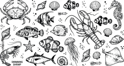 Vintage sea life vector collection, hand drawn marine animals and shells, black and white nautical illustrations for seafood menus
