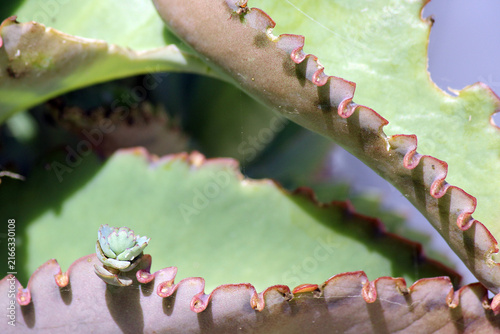 Cuadro en lienzo petite bouture de cette plante exotique