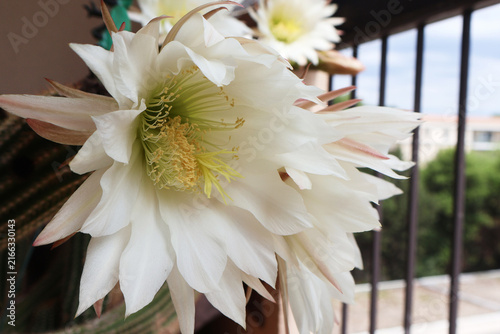 Fotografía Rareté de cette fleur exotique,
