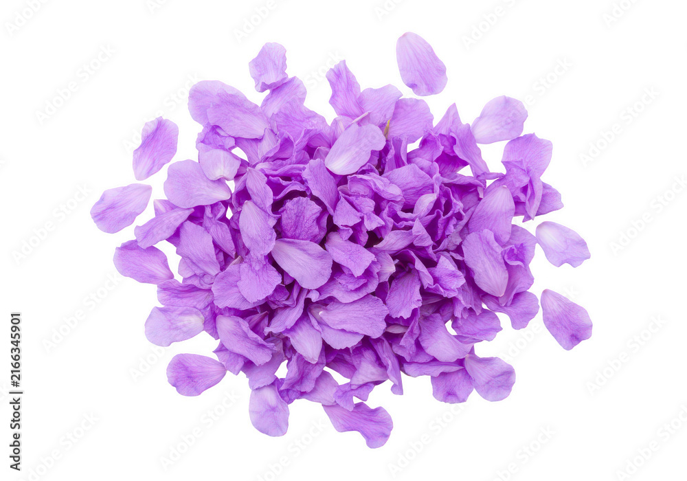 Fototapeta premium Purple flower petals pile isolated on transparent background