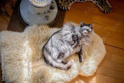 石油ストーブの前の長毛猫