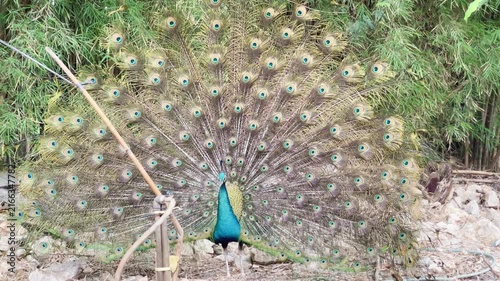 the magical color feathers of indian peafowl in the park, blue peacock dancing during mating season