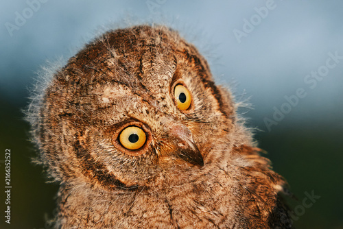 Portrait of a fluffy nestling Eurasian scops owl Otus scops perched on a tree branch in a forest. Close-up of a young wild owl chick in Wildlife habitat, featuring soft feathers, expressive eyes.
