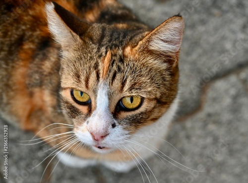 Photography A top-down close-up photograph of a calico tabby cat with expressive yellow eyes and an open mouth sitting on textured stone paving blocks, looking directly up at the camera