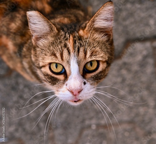Fotografía A tricolor cat with expressive yellow eyes and an open mouth sits on textured paving stones, looking directly up to capture attention