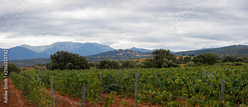 Panorama des Aspres près de Llauro au dessus des champs de vignes