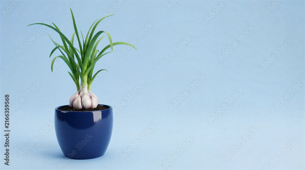 Fototapeta premium Grown garlic bulb in blue pot