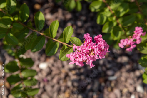 Foto Delicate pink flowers of a crape myrtle lagerstroemia tree blooming on a sunny day