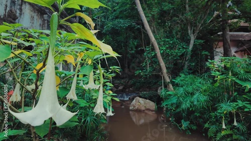 White angel trumpet flowers above tropical forest stream, Brugmansia blossoms in lush rainforest garden by small creek 4k