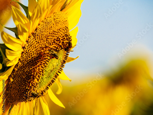 Honey bee collecting pollen at yellow flower.