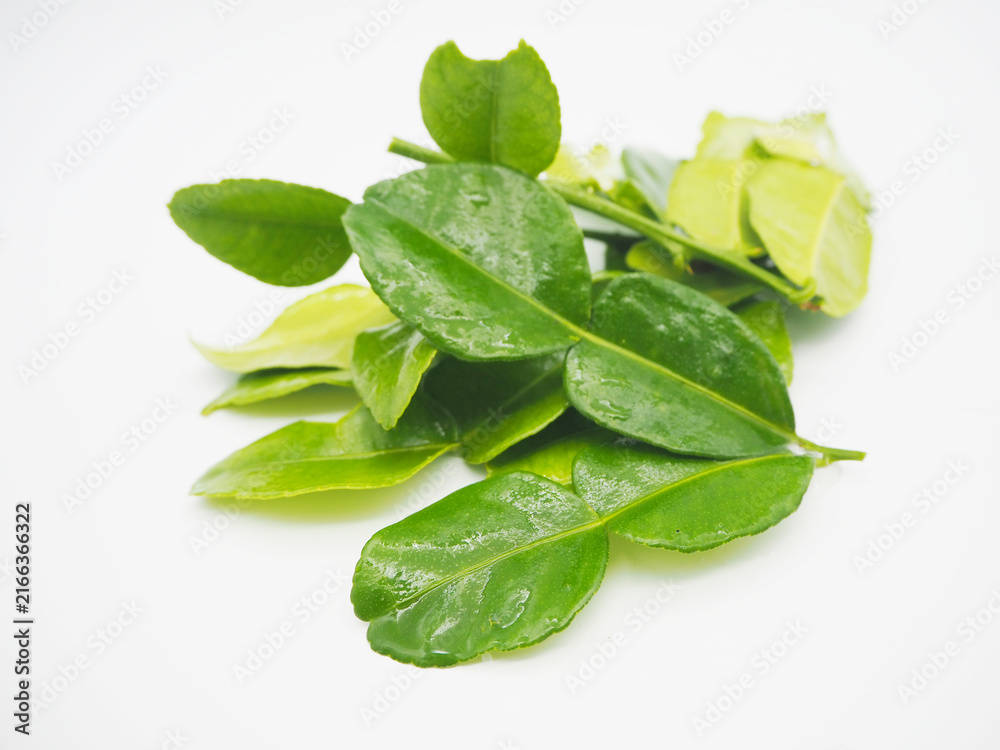 Fototapeta premium Heap of fresh kaffir lime leaves isolated on white background. A pile of fresh green kaffir lime leaves isolated on a white background. Organic herbal spice ingredient for cooking traditional Thai foo