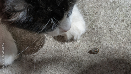 Konstfotografi The tick sucked the cat's blood and fell off onto the garden path
