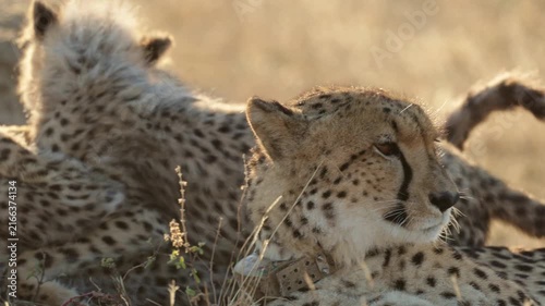 Cheetah mother and cubs close-up