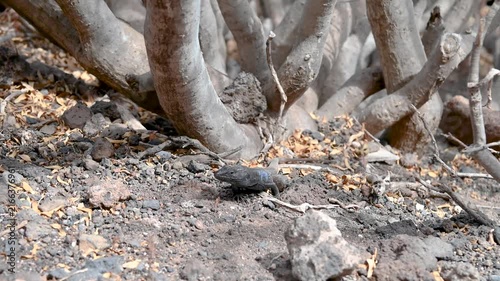 Tenerife Lizard Among Dry Vegetation, Canary Islands