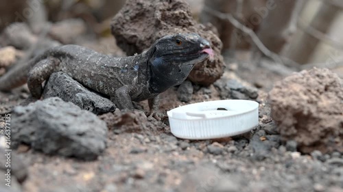 Tenerife Lizards Showing Territorial Behavior, Canary Islands