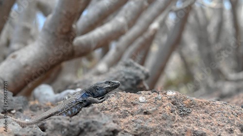 Tenerife Lizard Resting on Rock Among Succulent Vegetation