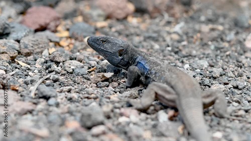 Tenerife Lizard in Dry Volcanic Ground