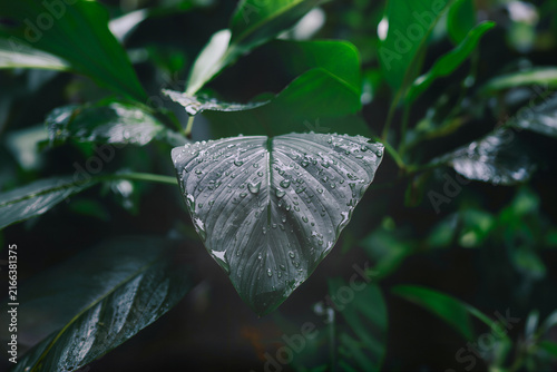 Quadro su tela Crystal clear rain droplets beading across the waxy surface of a broad green lot