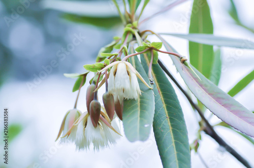 Canvastavla Elaeocarpus grandiflorus Sm, Fairy petticoats or Lily of the valley or ELAEOCARP