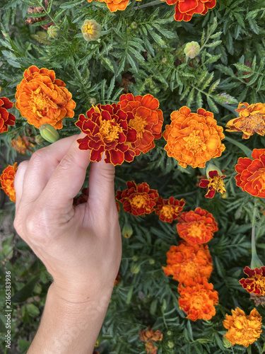 Obraz na plátně close up shot of a farmer's hand plucking orange marigold flower from a blooming