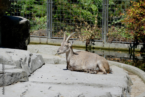 Canvastavla Stambecco delle Alpi