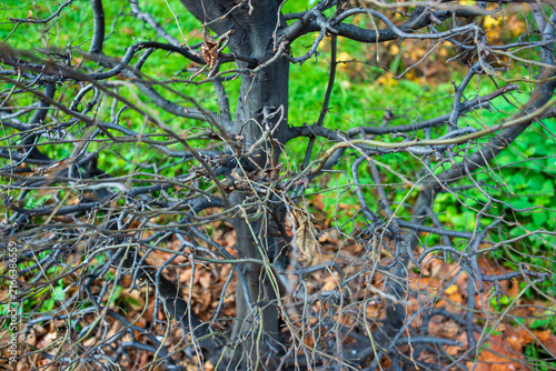 Foto Dense Green Forest Branches and Foliage in a Natural Woodland