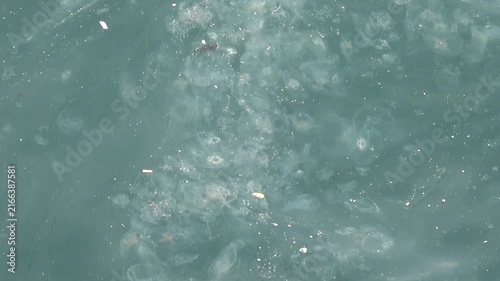 Istanbul, Turkey - February 29, 2024: Viewing pollution and jellyfishes in Golden Horn bay
